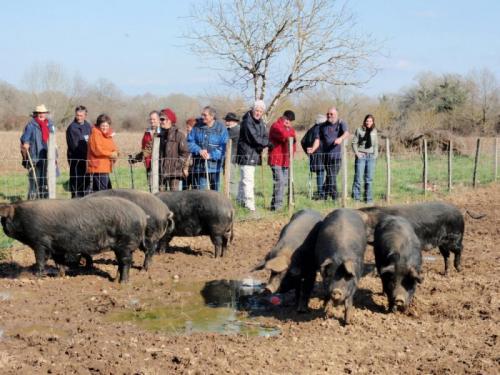 rencontre avec des cochons `gascons`