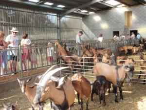 visite de la ferme du puy de l`Aiguille