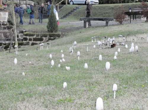 une forêt de `coprins chevelus`